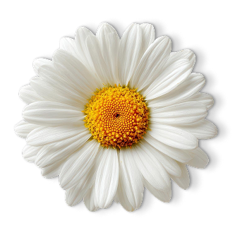 Chamomile