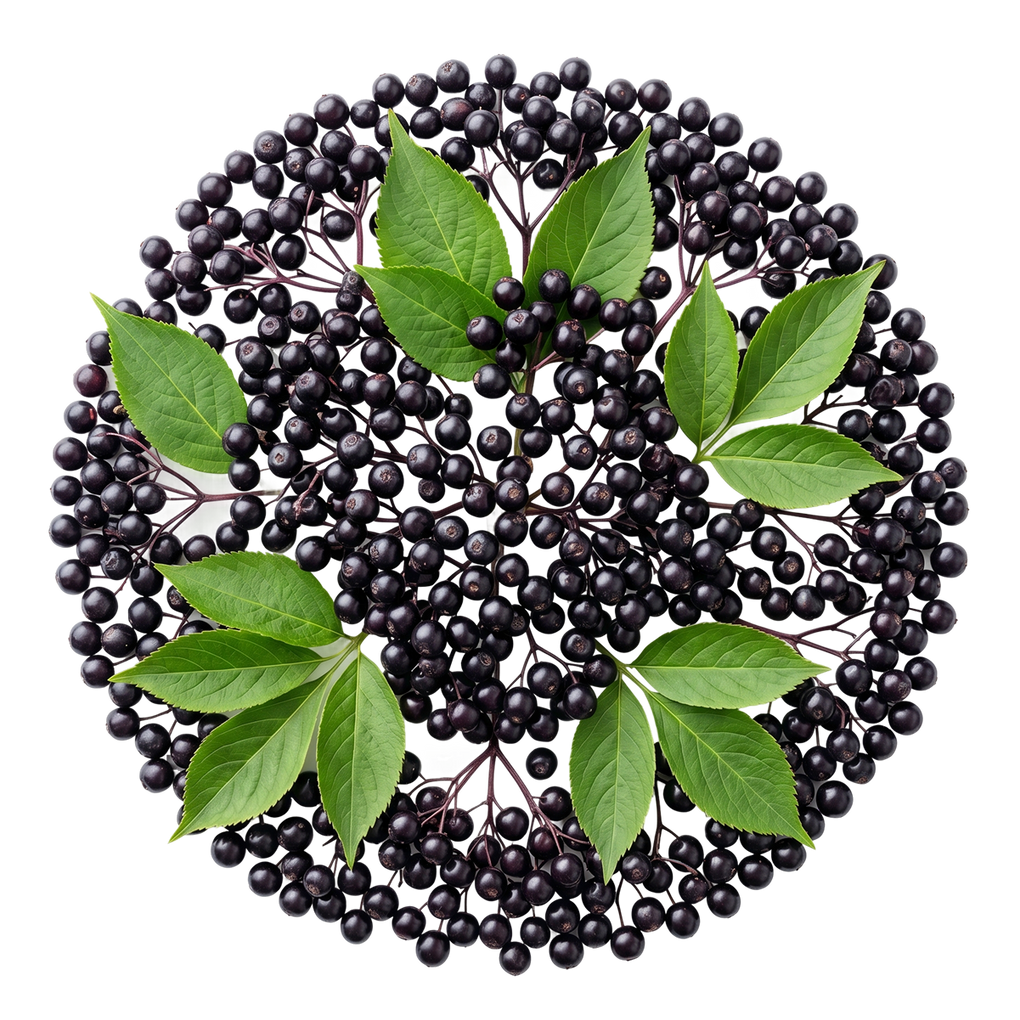 ELDERBERRY