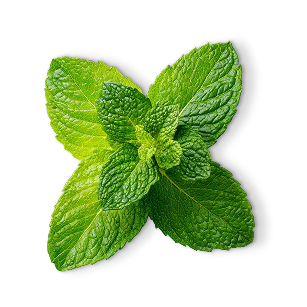Lemon Balm