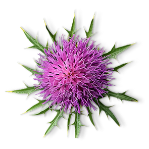 MILK THISTLE