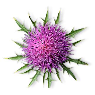 MILK THISTLE