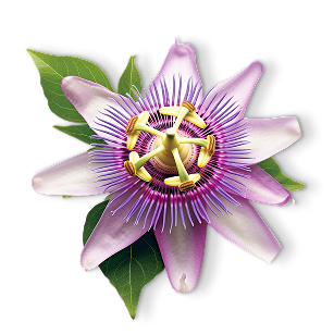 Passion Flower